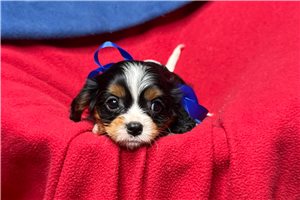 Sorrel - puppy for sale