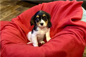 Smith - Cavalier King Charles Spaniel for sale