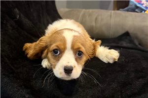 Cece - Cavalier King Charles Spaniel for sale