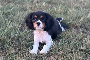 Smith - Cavalier King Charles Spaniel for sale