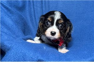 Slate - puppy for sale