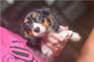 Smith - Cavalier King Charles Spaniel for sale