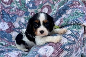 Karis - puppy for sale