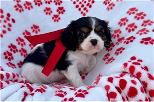 Kellie - puppy for sale