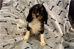 Coraline - puppy for sale