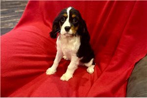 Charles - puppy for sale