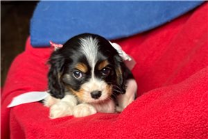 Sonja - puppy for sale