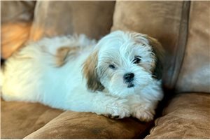 Bianca - Lhasa Apso for sale