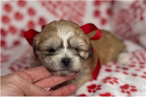 Gail - Lhasa Apso for sale