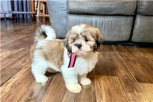 Beta - Lhasa Apso for sale
