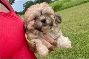 Dessa - Lhasa Apso for sale