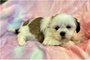 Mila - Lhasa Apso for sale