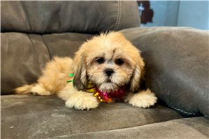 Denise - Lhasa Apso for sale