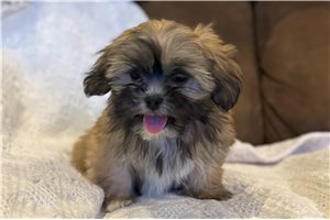 Betty - Lhasa Apso for sale
