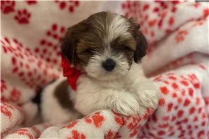 Natalie - puppy for sale