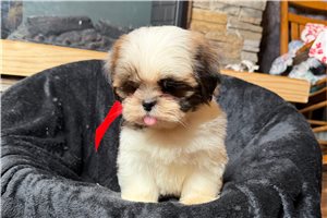 Bessie - Lhasa Apso for sale
