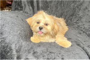 Denise - Lhasa Apso for sale