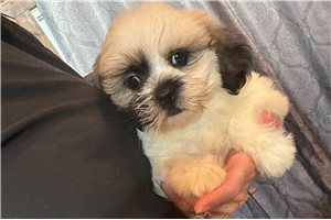 Arnold - puppy for sale