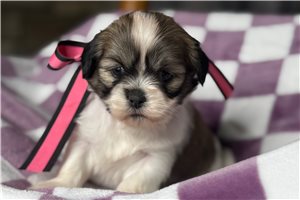 Beta - puppy for sale