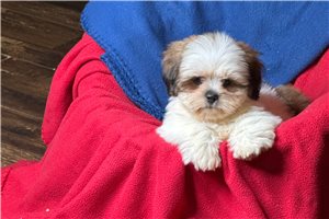 Beth - Lhasa Apso for sale