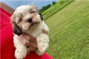 Dash - Lhasa Apso for sale
