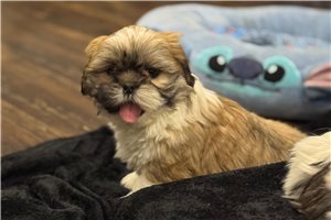 Mateo - Lhasa Apso for sale