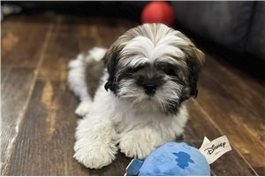 Naomi - Lhasa Apso for sale