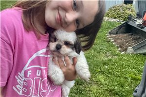 Bessie - Lhasa Apso for sale