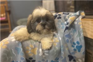 Armin - Lhasa Apso for sale
