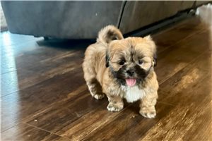 Gregor - puppy for sale