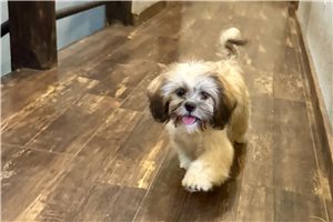Destiny - Lhasa Apso for sale