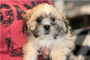 Bibi - puppy for sale