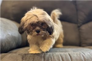 Destiny - Lhasa Apso for sale