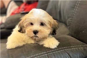 Dash - Lhasa Apso for sale