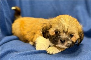 Benji - puppy for sale