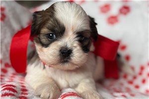 Beth - puppy for sale