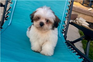 Beth - Lhasa Apso for sale