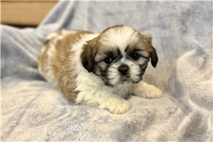 Miles - Lhasa Apso for sale