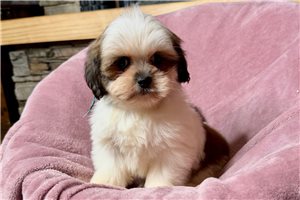 Beth - Lhasa Apso for sale