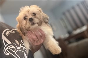 Dessa - Lhasa Apso for sale