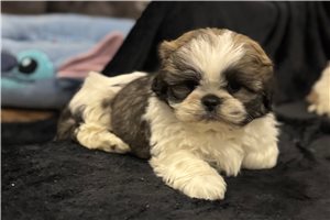Michael - Lhasa Apso for sale