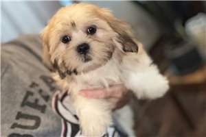 Dessa - Lhasa Apso for sale