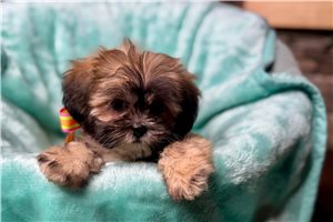 Destiny - Lhasa Apso for sale