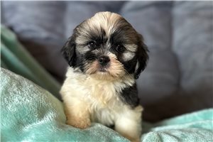Annamae - Lhasa Apso for sale