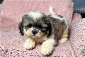 Annabell - puppy for sale