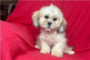 Dessa - Lhasa Apso for sale