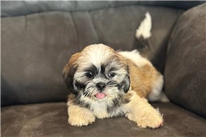 Arnie - puppy for sale