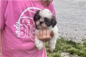 Beth - Lhasa Apso for sale