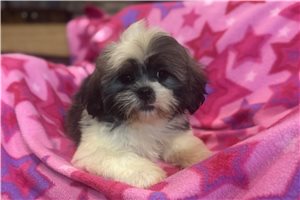 Annamae - Lhasa Apso for sale