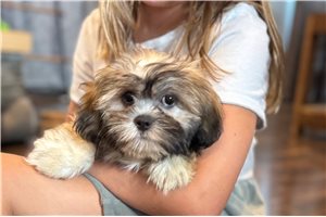Destiny - Lhasa Apso for sale